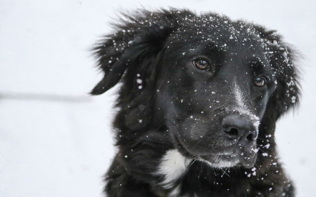 Winter woofs – a survival guide